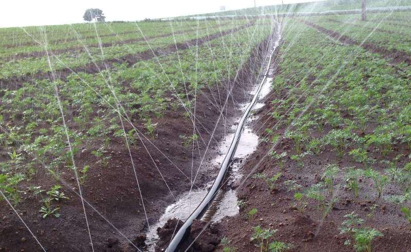 Rain hose for vegetable irrigation Rain Hose Irrigation
